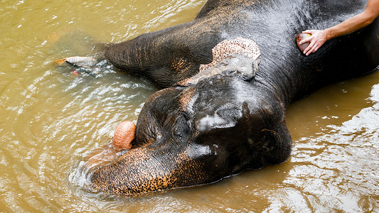 在热带小河中用刷子洗成人大象图片