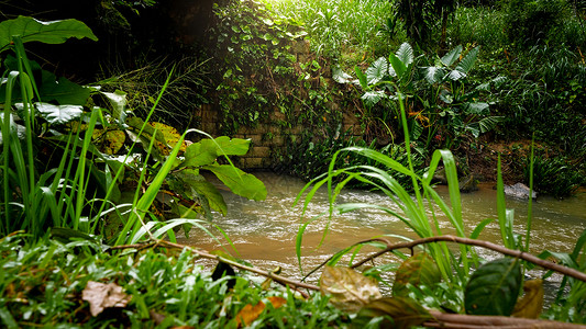热带丛林森中的河流和老石桥热带丛林森中的河流和老石桥美景图片
