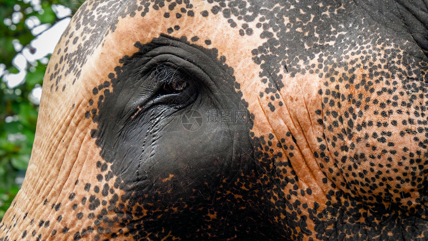 动物情感和残忍待遇的概念印第安人大象眼泪的近距离形象动物情绪和残忍待遇的概念图片