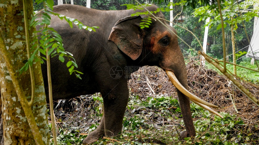 在斯里兰卡热带丛林森中站立着长象的印度大图片