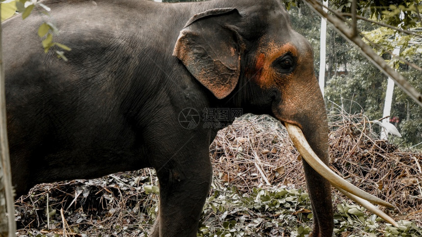 热带丛林森野生物中成人大象的像照片热带丛林森中成人大象的像热带丛林中野生动物的成年大象像图片