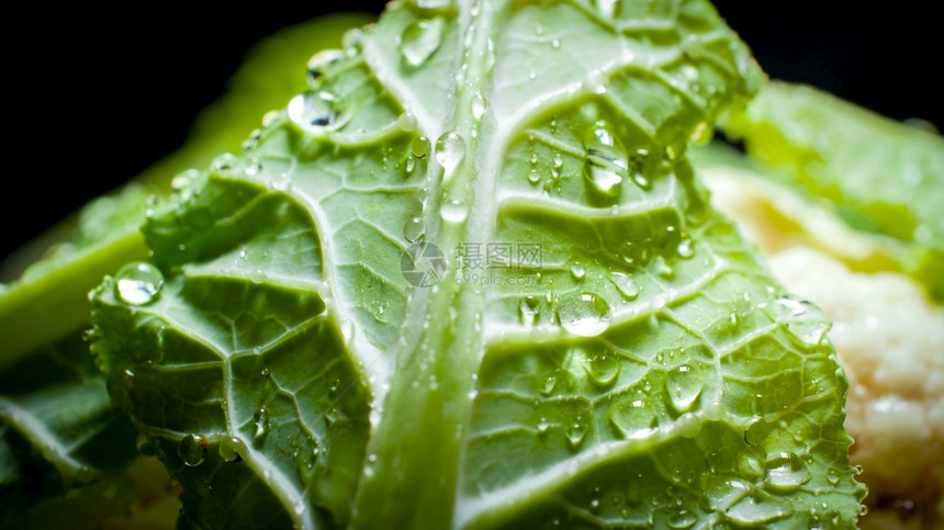 新鲜绿色卷心菜或花上水滴的宏观图象健康食品和无染GMO产品的背景Diet营养和新鲜蔬菜Vegan和素食者背景新鲜绿色卷心菜或花上图片