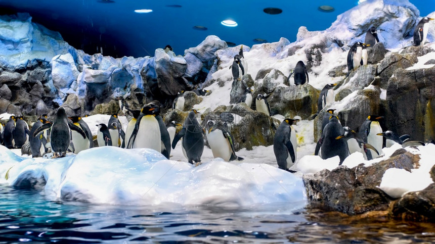 许多企鹅生活在动物园的人造冰山和悬崖上的美丽形象LoroParqueTenerife西班牙特纳里夫许多企鹅生活在动物园的人造冰山图片