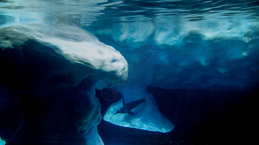 北极熊和企鹅企鹅在水下游泳和捕猎鱼类的底水岩层背景