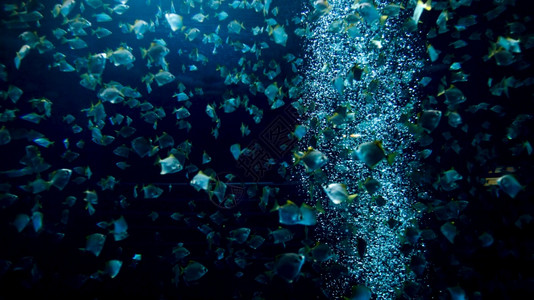 水下浮泡在族馆中与大型鱼群一起漂浮在水下与大型鱼群一起漂浮在水族馆中图片