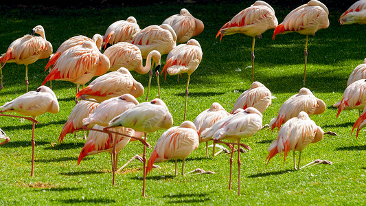 粉红火烈鸟站在公园的草地上图片