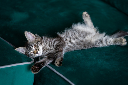 猫咪躺在绿色沙发上图片