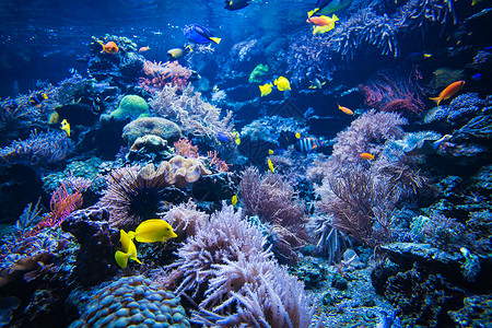 珊瑚礁和鱼水下照片世界景象背景图片
