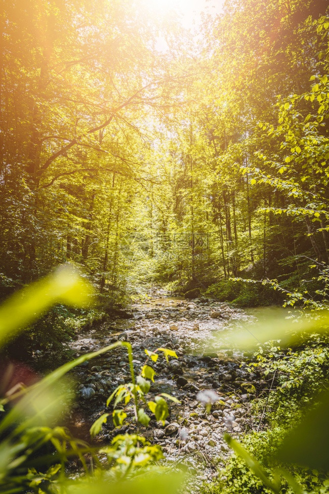 奥地利阿尔卑斯山脉美丽的水字河和森林景观格拉巴赫图片