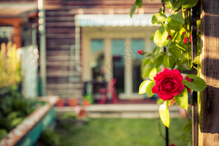 时间排期红玫瑰花和小园在模糊背景下摇起床铺背景
