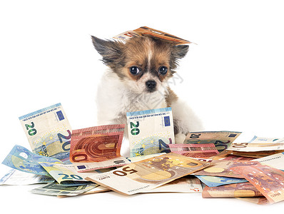小狗钱钱小吉娃和白背景面前的钱背景
