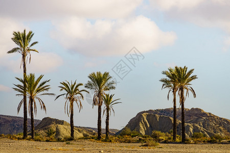 西班牙塞拉阿哈米山脉的棕榈树景观西班牙塞拉阿哈米景观图片