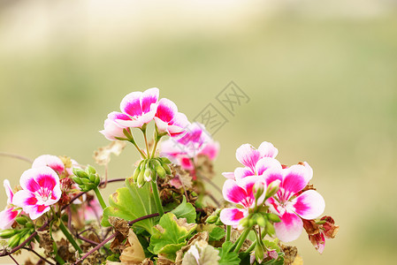 花盆中的美丽粉红色紫小花朵盆植物概念花盆中的粉红紫色花朵图片