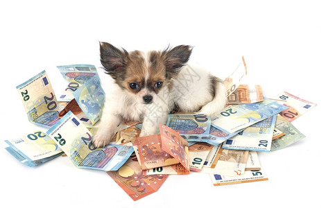 小狗钱钱小吉娃和白背景面前的钱背景
