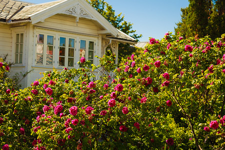 白色旧式房子的粉红玫瑰花家居花园图片