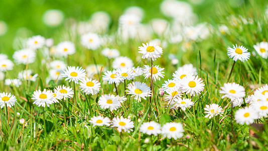 春秋黛西美丽的草地夏季背景图片