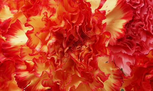 红花瓣自然背景宏观图片