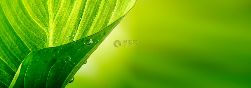 绿叶上滴自然背景图片