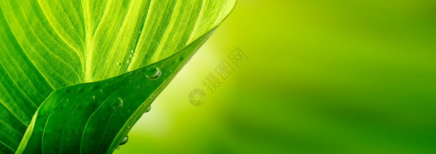 绿叶上滴自然背景图片