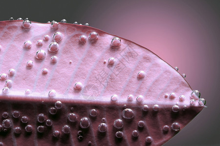粉红色水滴子图片
