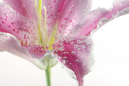 带水滴的粉红莉花自然背景摘要图片