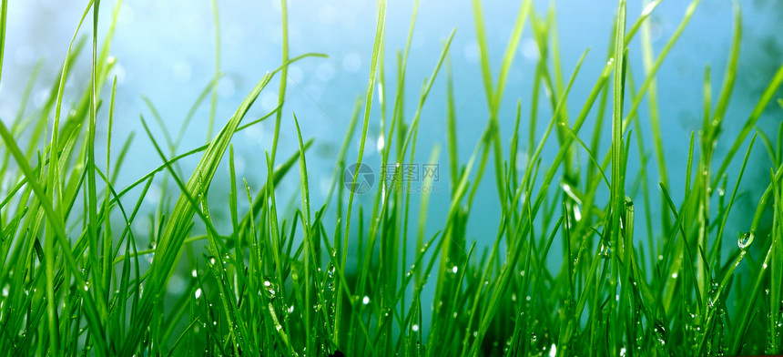绿色草加上水滴自然平背景图片