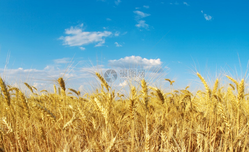 天空和小麦田地貌自然水平背景图片
