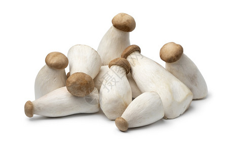 一群白色小蘑菇清白背景的新鲜生小王牡蛎蘑菇的堆积背景