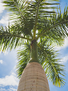 高热带棕榈与清蓝天空对比的彩色照片高热带棕榈与清蓝天空对比的彩色图像图片