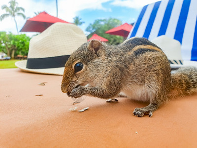 可爱的小松鼠坐在旅馆度假村的日晒上吃种子高清图片