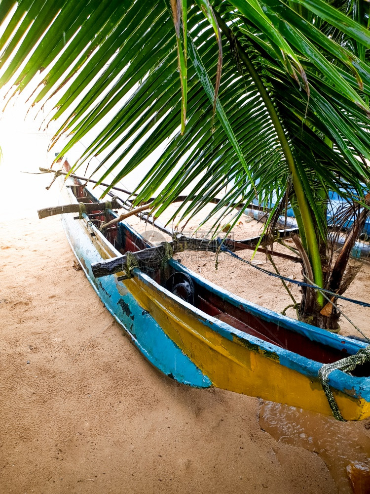 斯里兰卡棕榈树和传统渔船的美照片图片