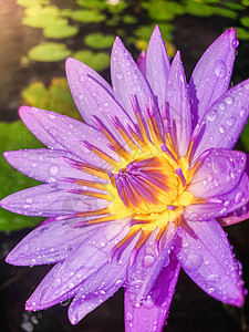 日出时满是雨滴的美丽莲花近照图片