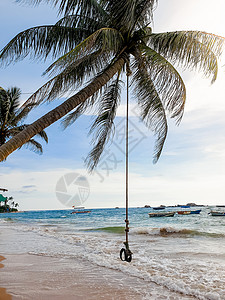 洋边的热带棕榈美图象上面挂着吊绳图片