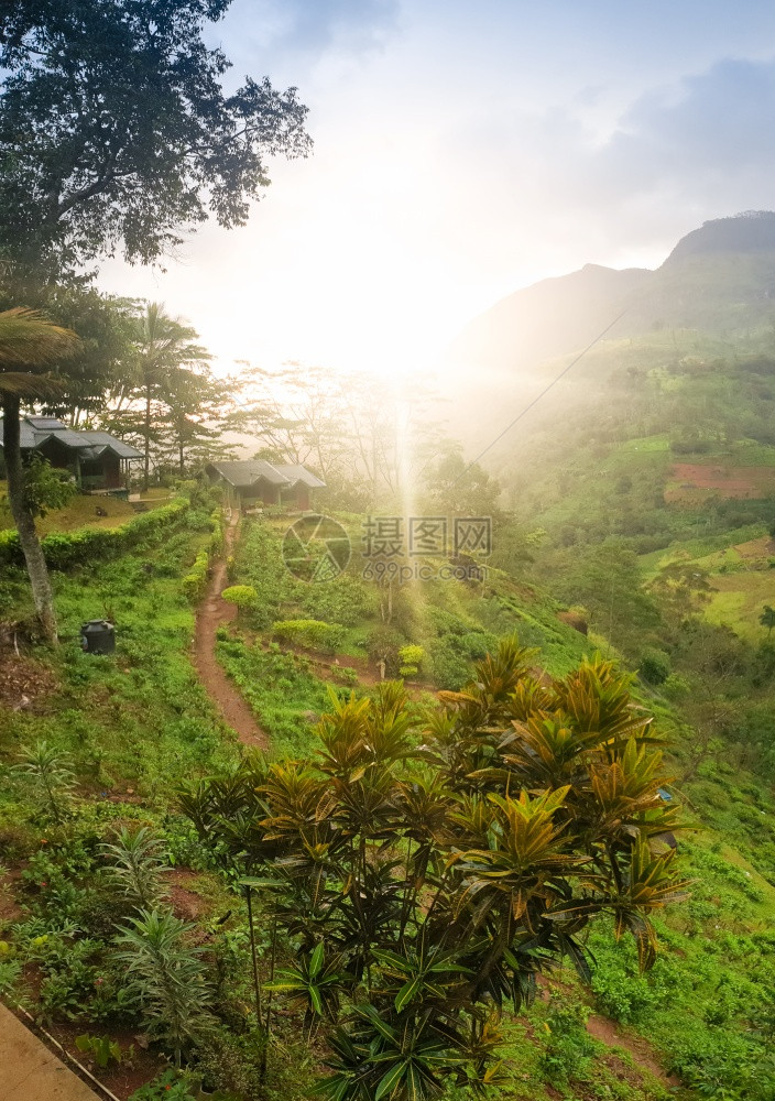 清晨在斯里兰卡高地茶叶种植园的斯里兰卡高地茶叶种植园上闪耀着美丽的太阳景象清晨在斯里兰卡高地茶叶种植园上闪耀着美丽的太阳景象图片