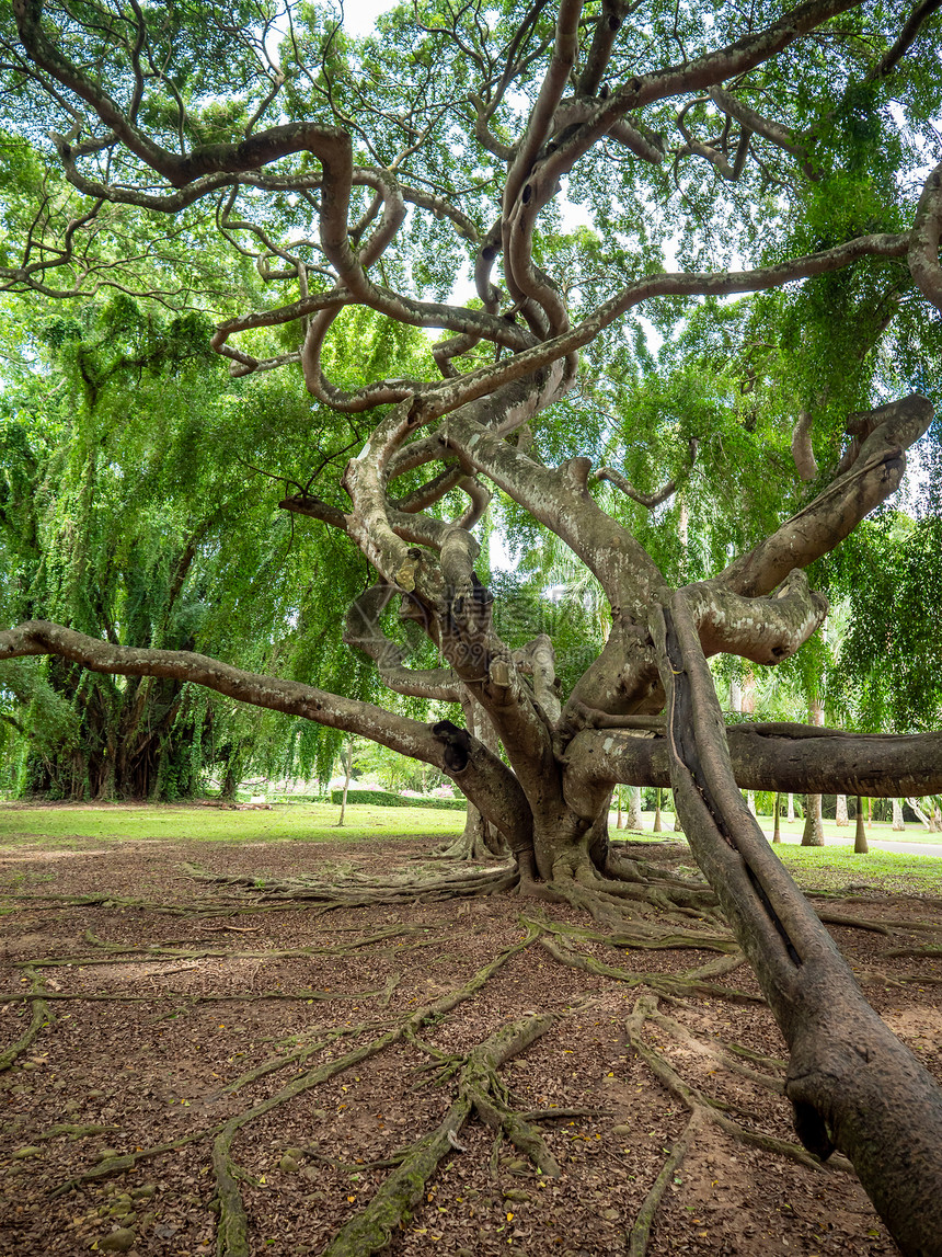 公园热带纤维树的长枝和根美景公园热带纤维树的长和根美景图片