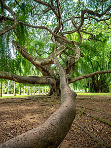 斯里兰卡大树长枝的近照图片