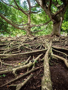 厚树根覆盖植物园的地上厚树根覆盖植物园的地上高清图片
