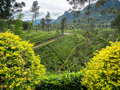 斯里兰卡山高地茶叶种植园的美景背景图片