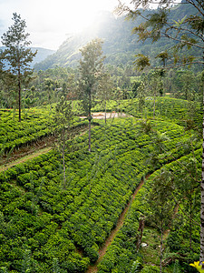 高地茶叶种植园山的太阳升起美景背景图片