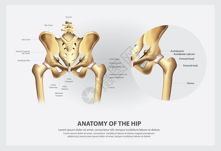 髂骨人类盆骨解剖图插画