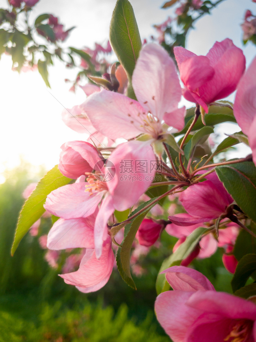 盛开的樱桃树上粉红花瓣和绿叶的宏观照片图片