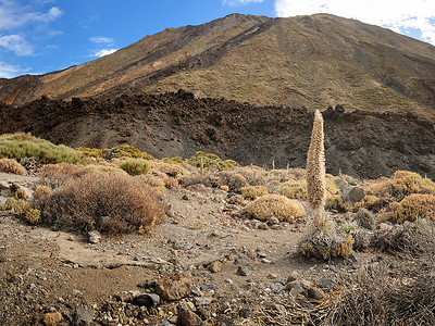 火山坡上美丽的植物景观和塔吉纳斯特花朵火山坡上美丽的干植物景观和塔吉纳斯特花卉背景