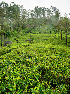 清晨雾席卷斯里兰卡Tthemountain山坡上的茶叶种植园图片