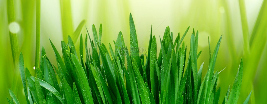 有水滴的绿草自然水平背景图片