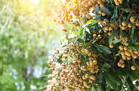 Longan果园长树上的花果夏季泰国热带水果图片