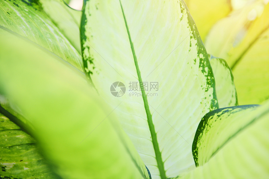 花园家庭长青树叶的绿装饰植物图片