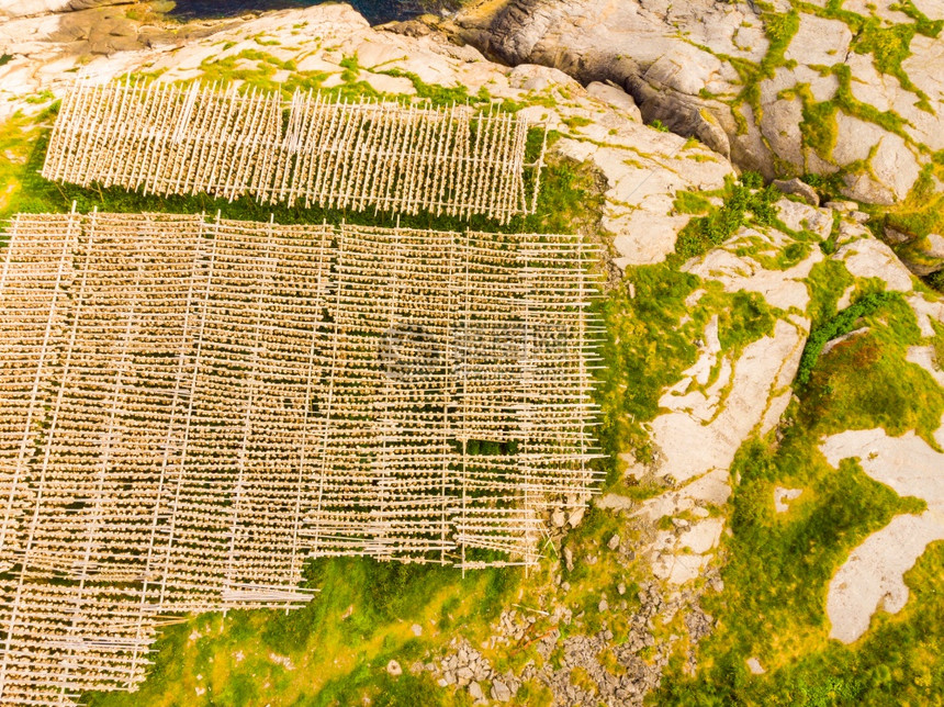 航空视图鳕鱼在架上干洛福滕群岛挪威工业捕捞科福滕群岛种鱼在架上干图片