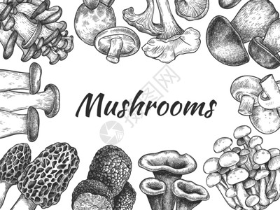 牛肝菌目手绘蘑菇背景插画