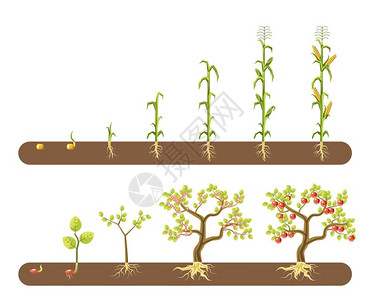 蔬菜农作物生长周期矢量插画图片