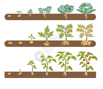 马铃薯植物农作物生长周期矢量插画插画